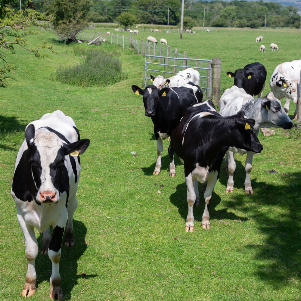 A young audience by Sue Marsden